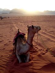 >> camel rally <<