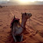 >> camel rally <<