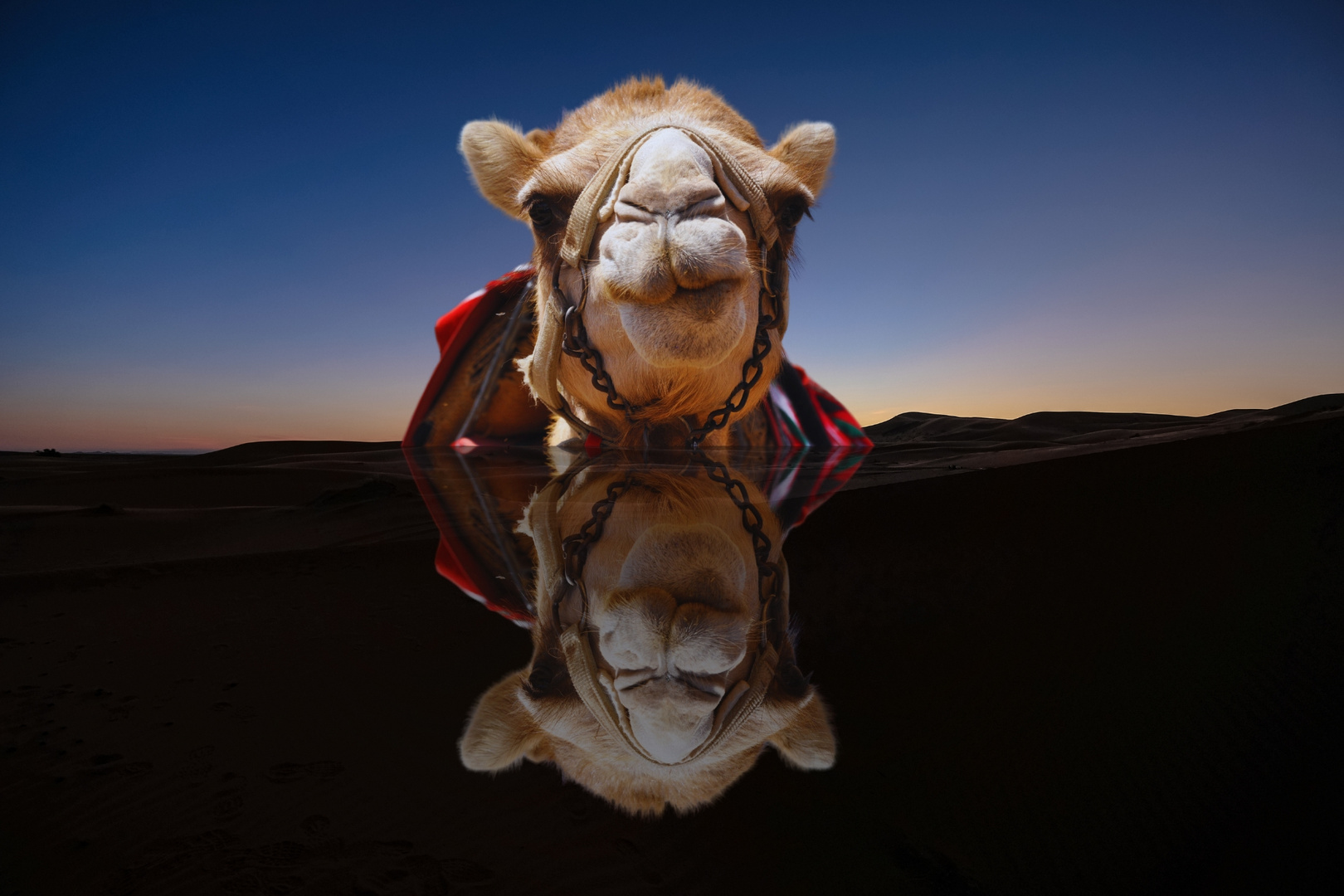 camel reflection