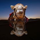 camel reflection