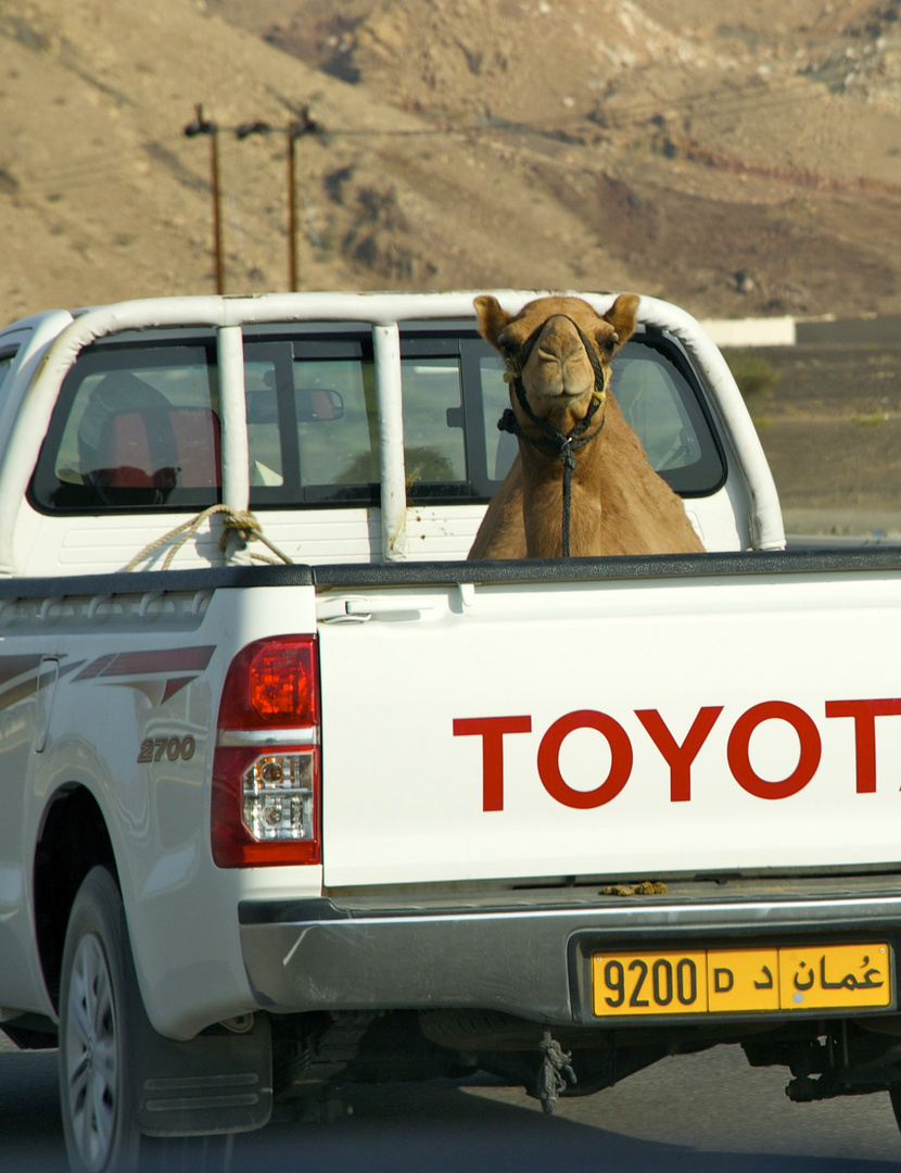 Camel ride