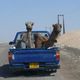 Camel ride