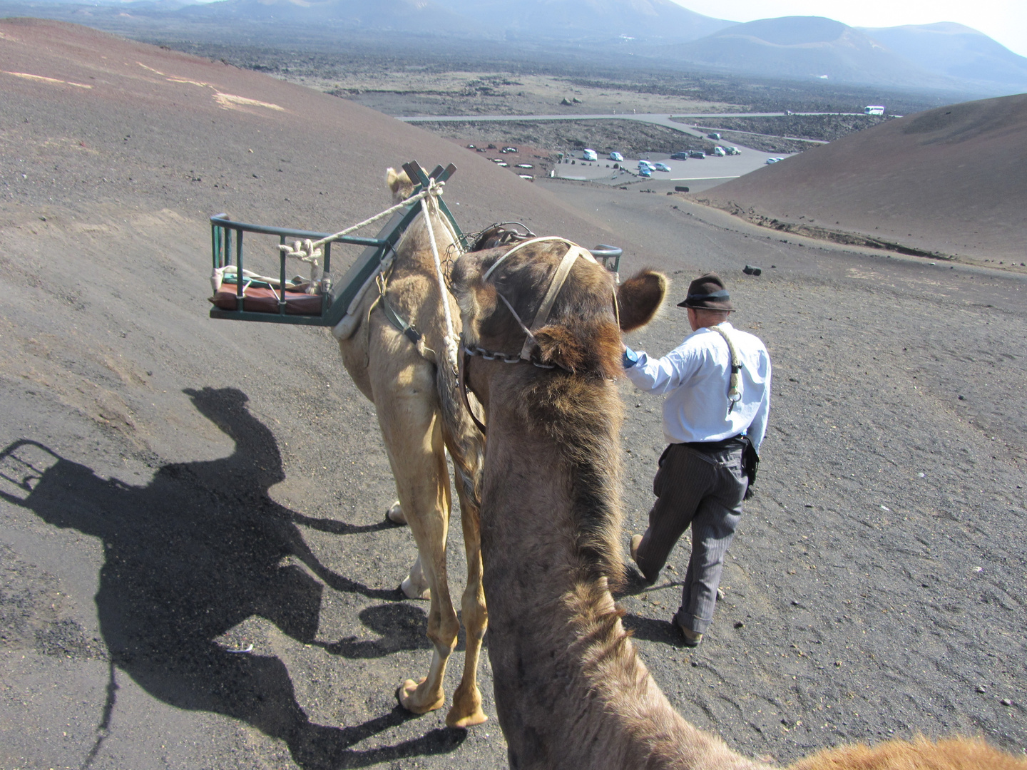 Camel ride in Lanzarote