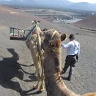 Camel ride in Lanzarote