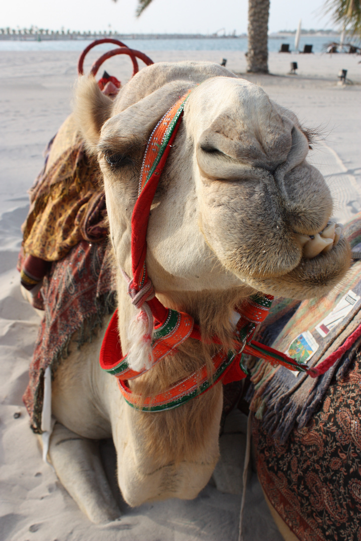 Camel Seweiyah in Abu Dhabi