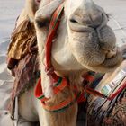 Camel Seweiyah in Abu Dhabi