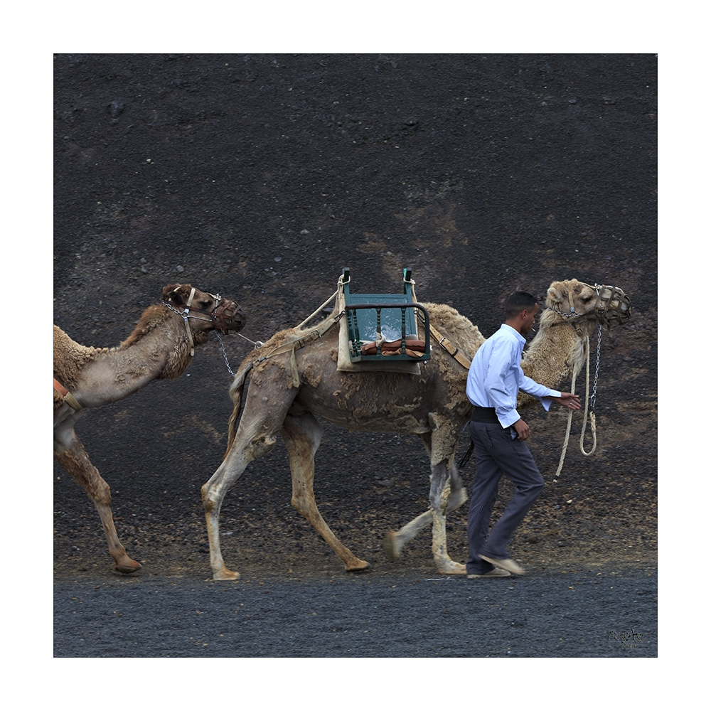 Camel-Smoking-Walk