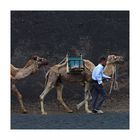 Camel-Smoking-Walk