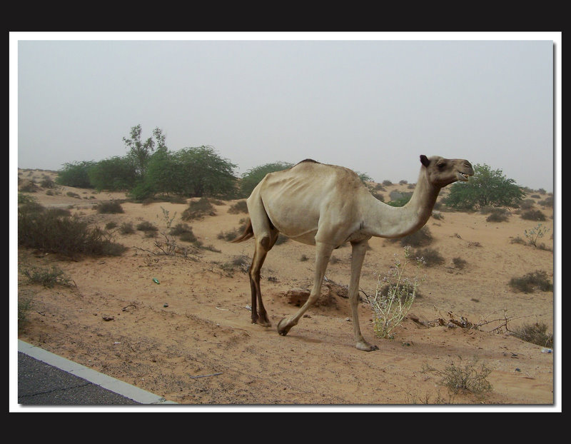 Camel sucht Filter :-)