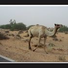 Camel sucht Filter :-)