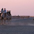 Camel Sunset