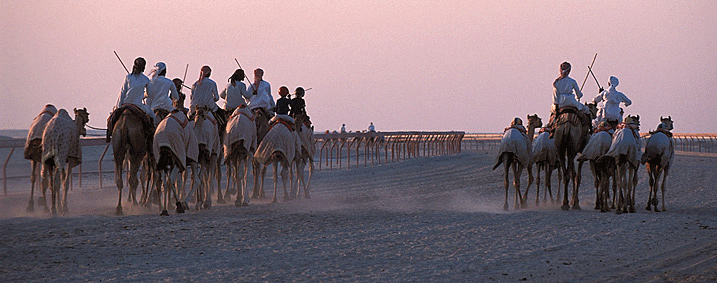 Camel Sunset