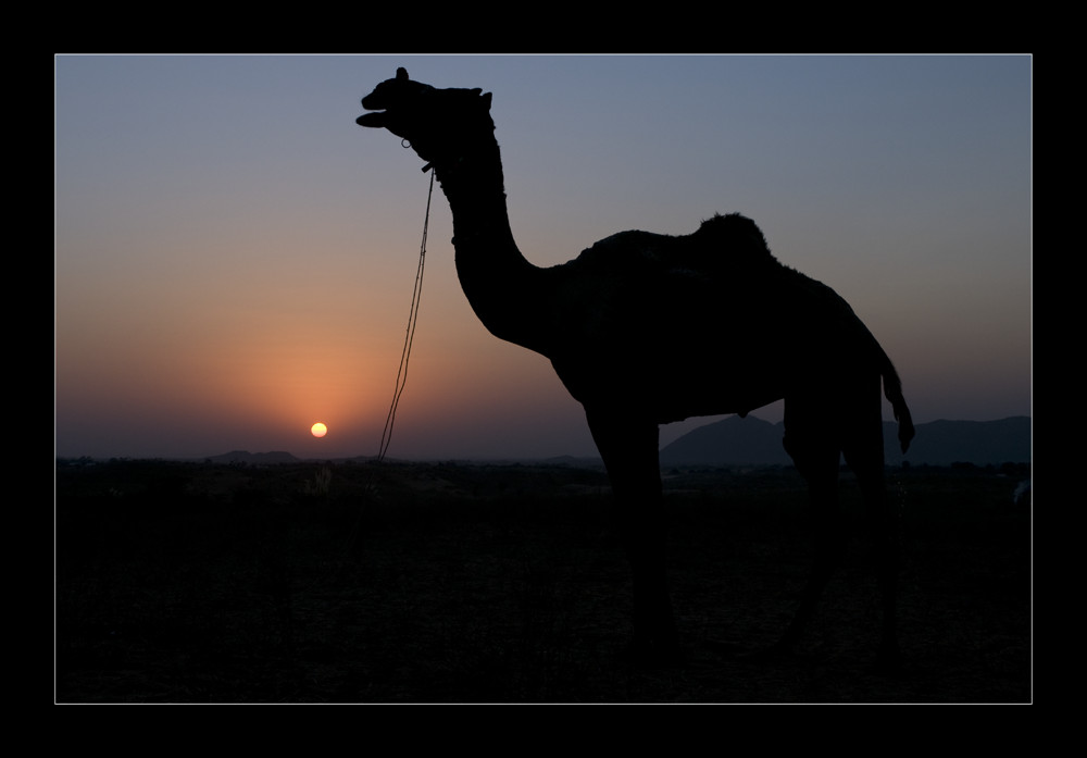 :: camel sunset ::