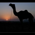 :: camel sunset ::