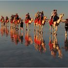 camel sunset II