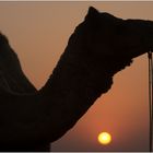 Camel Sunset II