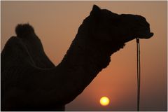 Camel Sunset II