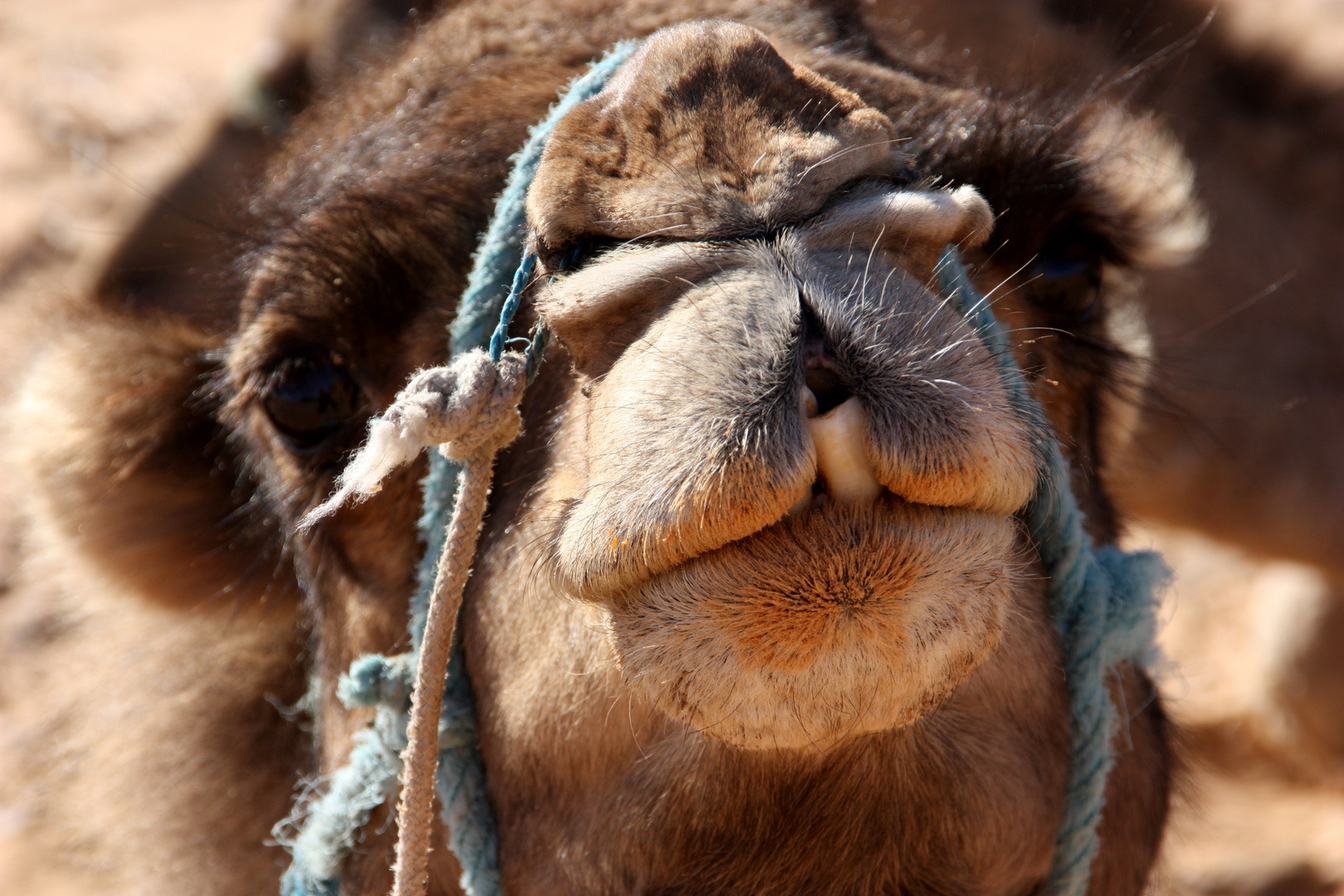 camel tooth