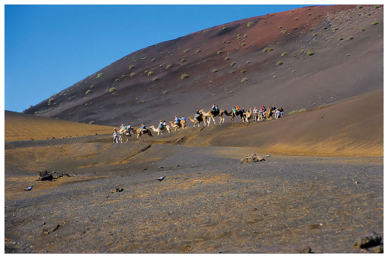 Camel Tour :-)