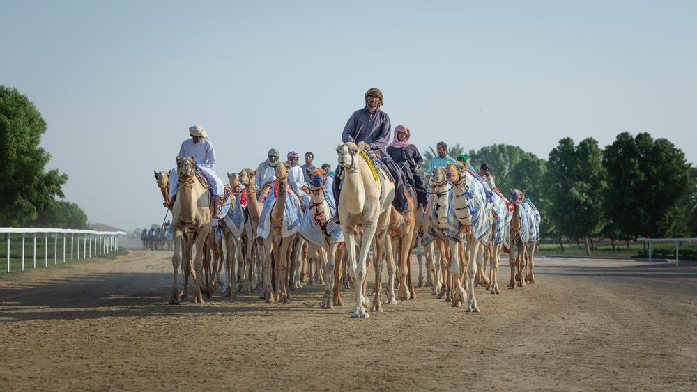 Camel Training in Dubai