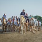 Camel Training in Dubai