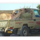 Camel Trophy