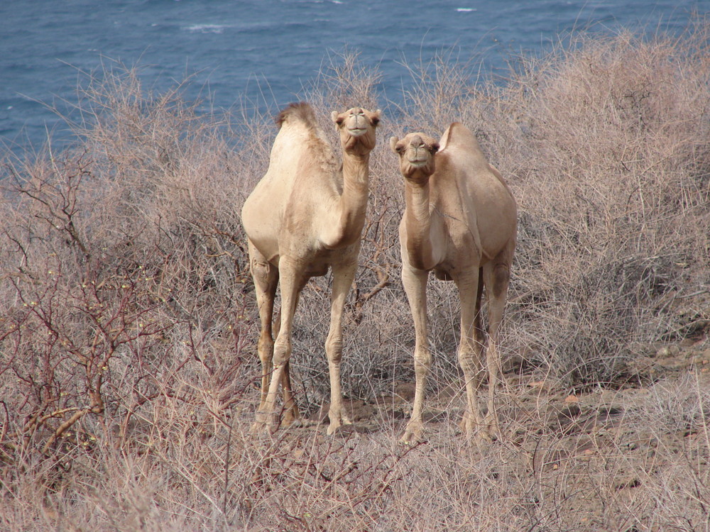 Camel twins from Tajurah