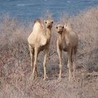 Camel twins from Tajurah