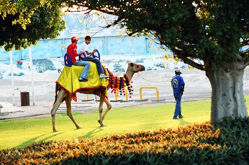 Camel walk in the park.