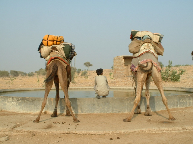 Camelbrothers