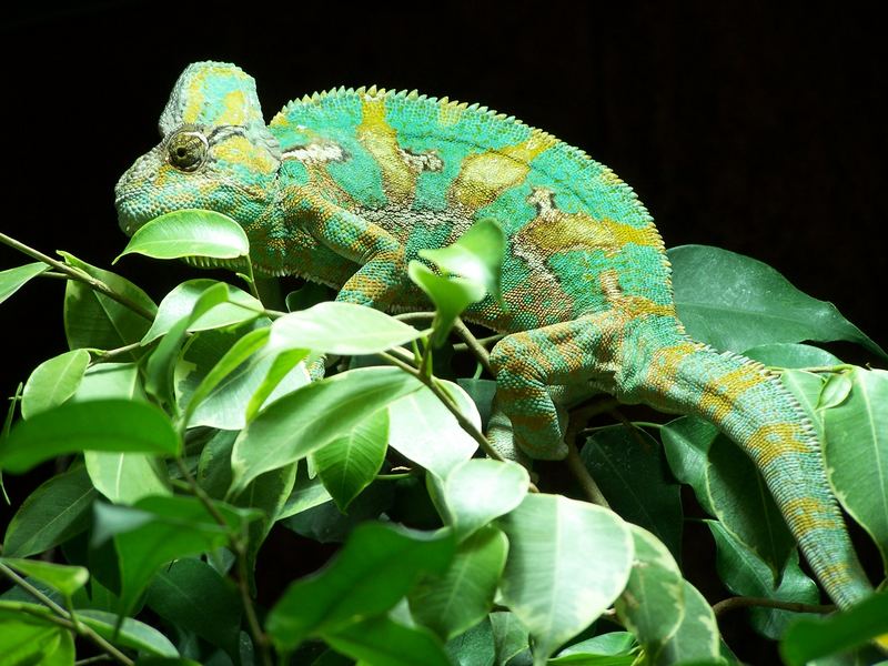 cameleon