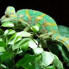 cameleon