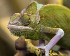 Cameleon 2