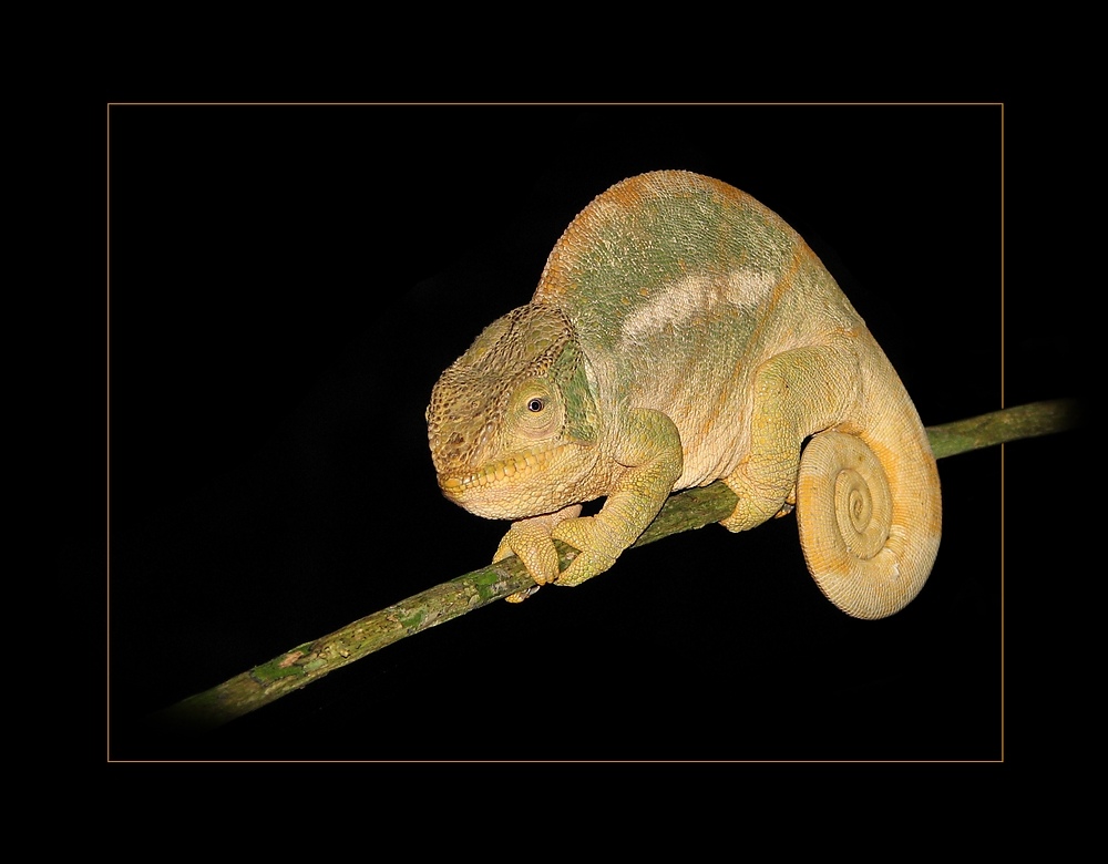 cameleon #2