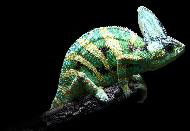 Cameleon