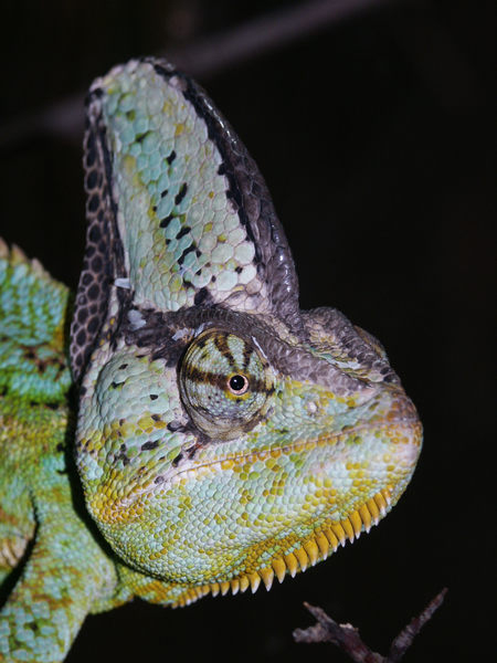 Cameleon