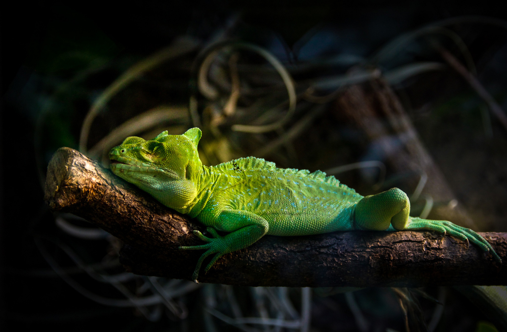 Cameleon Foto & Bild fotos, natur, zoo Bilder auf