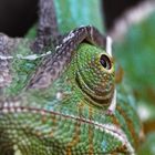 Cameleon