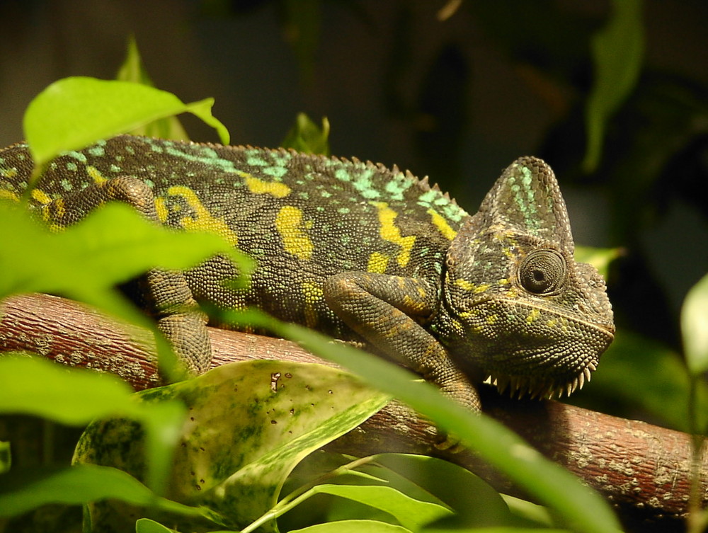 Cameleon auf der Pirsch.