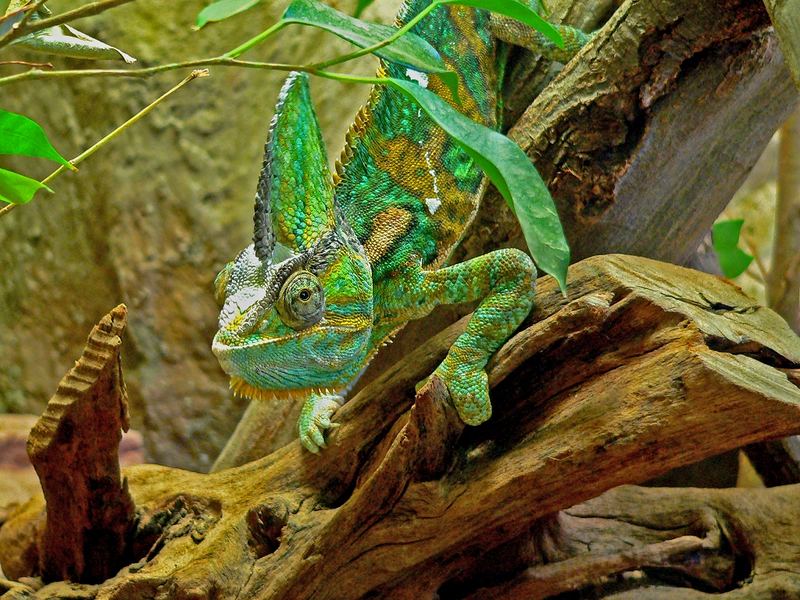 Cameleon