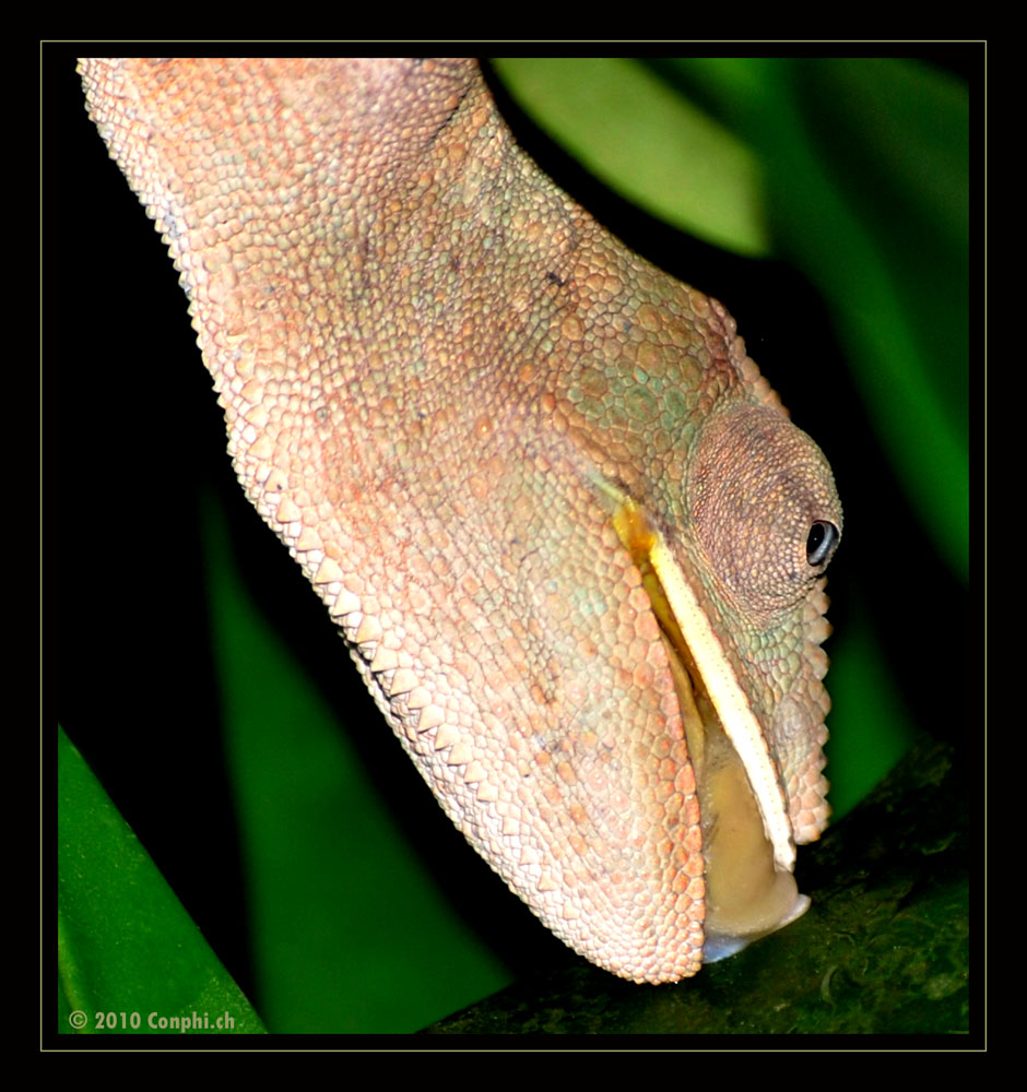 Cameleon beim Wassertrinken