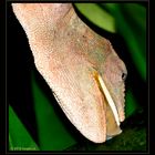 Cameleon beim Wassertrinken