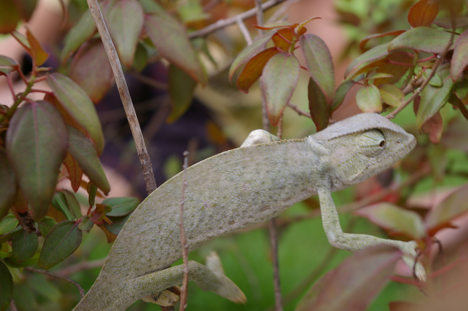 caméléon