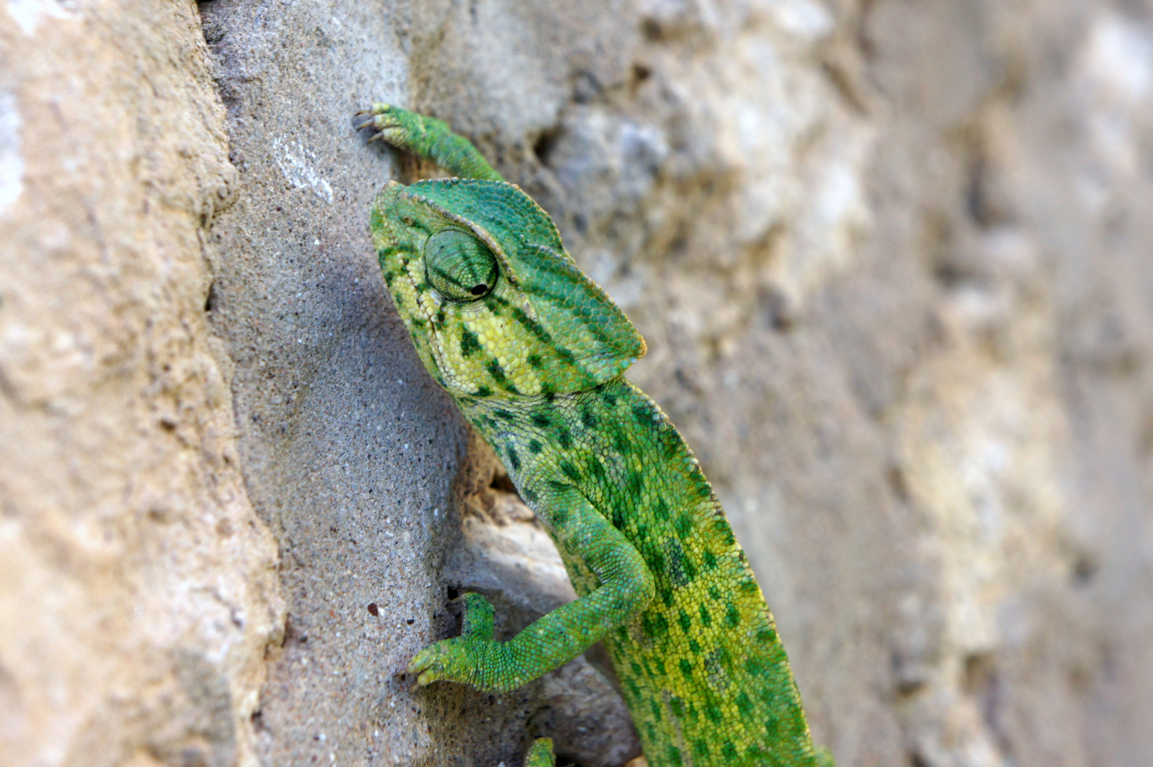 Cameleon