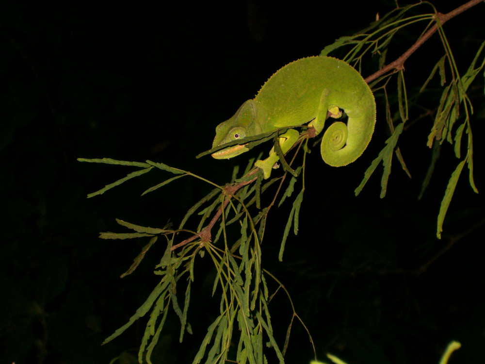 Caméléon de Mayotte