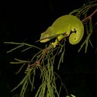 Caméléon de Mayotte