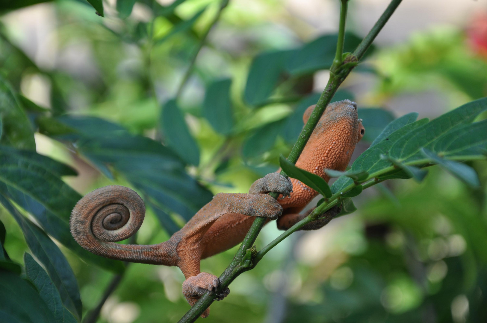 caméléon de Nosy be ( madagascar)