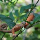 caméléon de Nosy be ( madagascar)