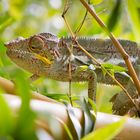 Caméléon du Jardin d'Eden