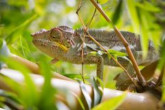 Caméléon du Jardin d'Eden